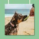 Pawtato TUBES Seaweed