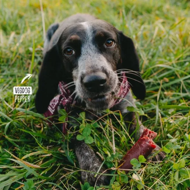 Vegdog CHEVVIES XL