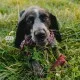 Vegdog CHEVVIES XL